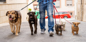 Hundesitting